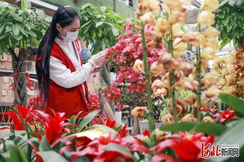 唐山開平 基地 市場發展花卉產業鳳凰網河北 鳳凰網