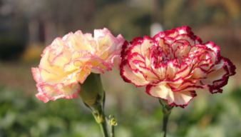 室內花卉種植,盆栽康乃馨怎么養
