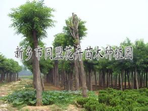 供應河南新鄉綠化苗木 園林綠化工程 同盟花卉綠化公司