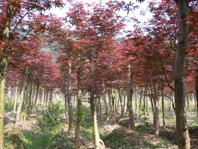 紅楓浙江杭州專業(yè)種植,配送各類蕭山綠化苗木常規(guī)品種-浙江蕭山新街盈中苗木種植場商鋪供應(yīng)列表-第1頁