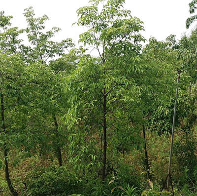 香港秀麗四照花苗木批發 一鍵獲取成交價