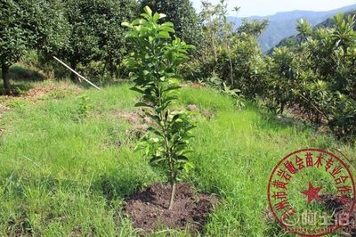 【2年嫁接玉環(huán)文旦柚子樹(shù)苗廠家直銷專業(yè)培育保質(zhì)量敏會(huì)苗木】臺(tái)州市黃巖敏會(huì)苗木專業(yè)合作社 - 產(chǎn)品庫(kù)