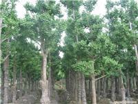 綠化苗木價(jià)格_綠化苗木價(jià)格相關(guān)信息_綠化苗木價(jià)格_一比多產(chǎn)品庫(kù)