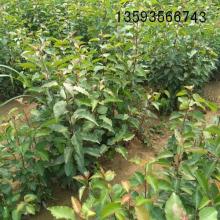 絳縣古絳鎮(zhèn)棟科苗木經(jīng)銷(xiāo)部 供應(yīng)產(chǎn)品