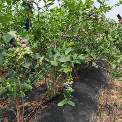公爵藍(lán)莓苗產(chǎn)品批發(fā) 山東