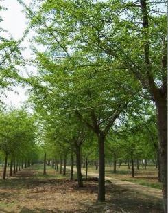 供應銀杏樹,山東銀杏樹,海峰銀杏苗木基地_紡織、皮革_世界工廠網中國產品信息庫