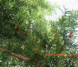 曼地亞紅豆杉,鴻林苗木 ,紅豆杉小苗,曼地亞紅豆杉,鴻林苗木 ,紅豆杉小苗生產廠家,曼地亞紅豆杉,鴻林苗木 ,紅豆杉小苗價格