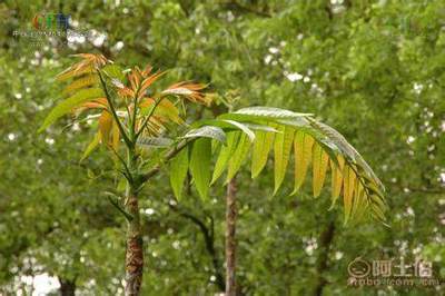 【香椿樹(shù)苗多0.7香椿苗批發(fā)廠家香椿苗有賣1公分香椿】泰安乾佑源苗木專業(yè)合作社 - 產(chǎn)品庫(kù)