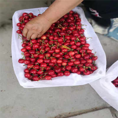 新疆烏魯木齊市 新聞 購(gòu)買櫻桃苗 大棚如何種植魯玉櫻桃苗