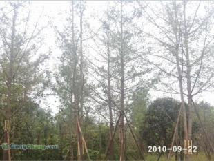 供應(yīng)成都哪里有樸樹(shù)苗木,成都銀杏苗木價(jià)格,美森園藝_農(nóng)副產(chǎn)品_世界工廠網(wǎng)中國(guó)產(chǎn)品信息庫(kù)