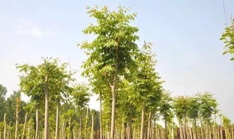 個(gè)體小型苗木種植戶和苗圃,應(yīng)該怎么做才能提升利潤(rùn)空間呢