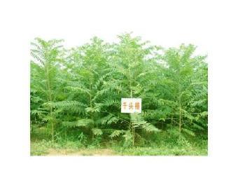 江蘇千頭椿苗木批發(fā)價格表查詢_志趣網(wǎng)