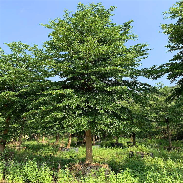 江西小葉欖仁行道樹細(xì)葉欖仁樹苗自產(chǎn)自銷綠化苗木