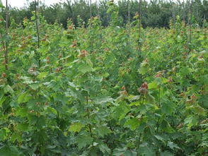 夏季美國(guó)紅楓樹苗