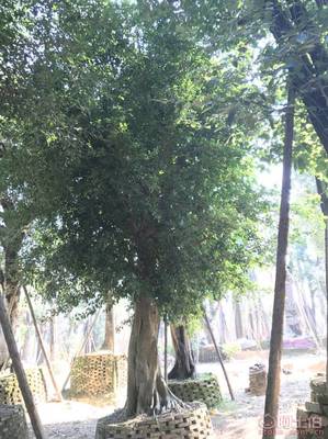 【小葉榕苗木直轄、品質(zhì)保證、最新報(bào)價(jià)】綠化苗木,價(jià)格,廠家,供應(yīng)商,花木,龍海市東泗興輝園藝場(chǎng) - 產(chǎn)品庫(kù)