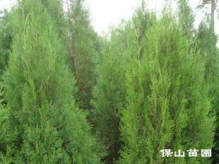 想要購買北京檜,就找保山苗木_農副產品_世界工廠網中國產品信息庫