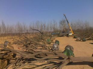 直銷毛白楊國槐白蠟千頭椿速生楊等苗木_農(nóng)副產(chǎn)品_世界工廠網(wǎng)