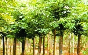 供應(yīng)綠化苗木價(jià)格_供應(yīng)綠化苗木廠家_世界工廠網(wǎng)產(chǎn)品信息庫