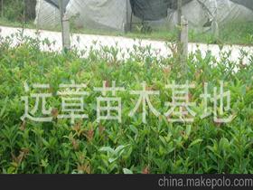 桂花樹苗供應(yīng)商,價(jià)格,桂花樹苗批發(fā)市場 