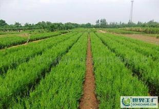 環(huán)保綠化苗木側(cè)柏價(jià)格_環(huán)保綠化苗木側(cè)柏廠家_世界工廠網(wǎng)產(chǎn)品信息庫