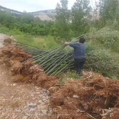 主營產品:花卉租擺、工廠綠化工程、各種綠化苗木、花卉基地直銷