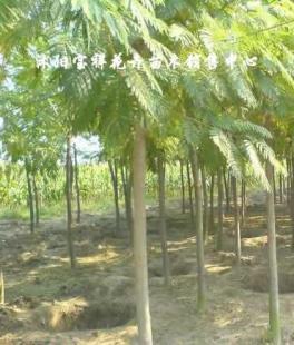 供應綠化苗木:低價出售各種合歡、銀杏、廣玉蘭等_農(nóng)副產(chǎn)品_世界工廠網(wǎng)中國產(chǎn)品信息庫