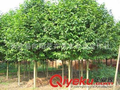 喬木-現(xiàn)貨批量供應(yīng)出售8-18公分優(yōu)質(zhì)樂昌含笑 求購樂昌含笑圖片|喬木-現(xiàn)貨批量供應(yīng)出售8-18公分優(yōu)質(zhì)樂昌含笑 求購樂昌含笑產(chǎn)品圖片由長(zhǎng)沙縣向陽花卉苗木專業(yè)合作社公司生產(chǎn)提供-