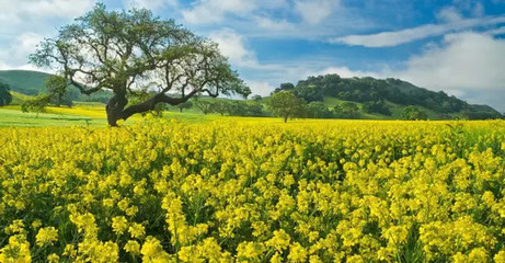 津城園苗木分析:苗木利潤(rùn)都跑哪里去了?