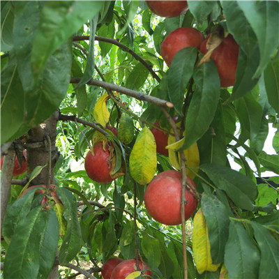 自產自銷岱妃桃樹苗 桃樹苗根系發達