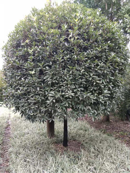 【八月桂種植基地批發(fā)價出售】- 