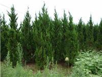 找鄢陵河南檜的苗木價格價格、圖片、詳情,上一比多_一比多產品庫