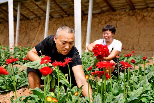 花木逢春產(chǎn)業(yè)興 南陽市花卉苗木產(chǎn)業(yè)發(fā)展探析