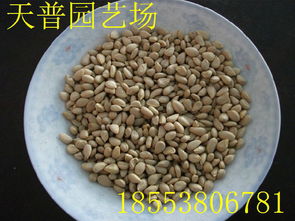 山東枸橘苗1-3年量大批發(fā)價格、廠家信息與林業(yè)種植指南