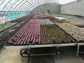安平縣漢明育苗設備廠 專業(yè)助力林業(yè)種植，高效育苗設備引領行業(yè)