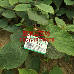 河南紅心獼猴桃樹苗批發(fā)價格及種植指南