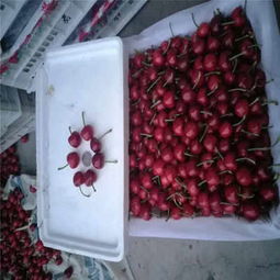 克拉瑪依市矮化櫻桃苗低價熱銷，品質保障助力林業種植