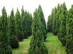 青州綠化苗木 選購優質綠化苗木，首選聚寶花卉苗木