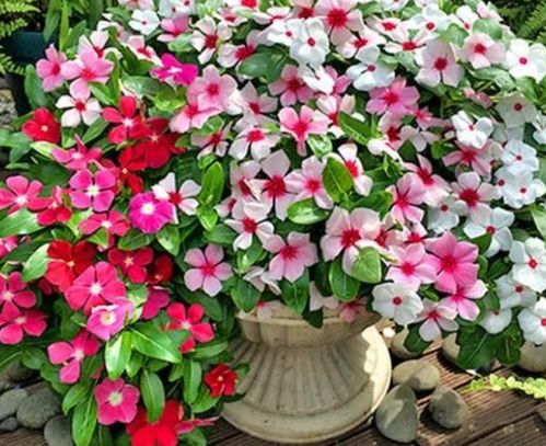 花期超長的4種花卉，一開花就是大半年，還好養