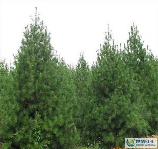 優(yōu)質(zhì)綠化苗木 陜西藍(lán)田白皮松