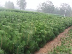 花卉苗木供應(yīng) 黑松、側(cè)柏、油松種植指南與市場前景