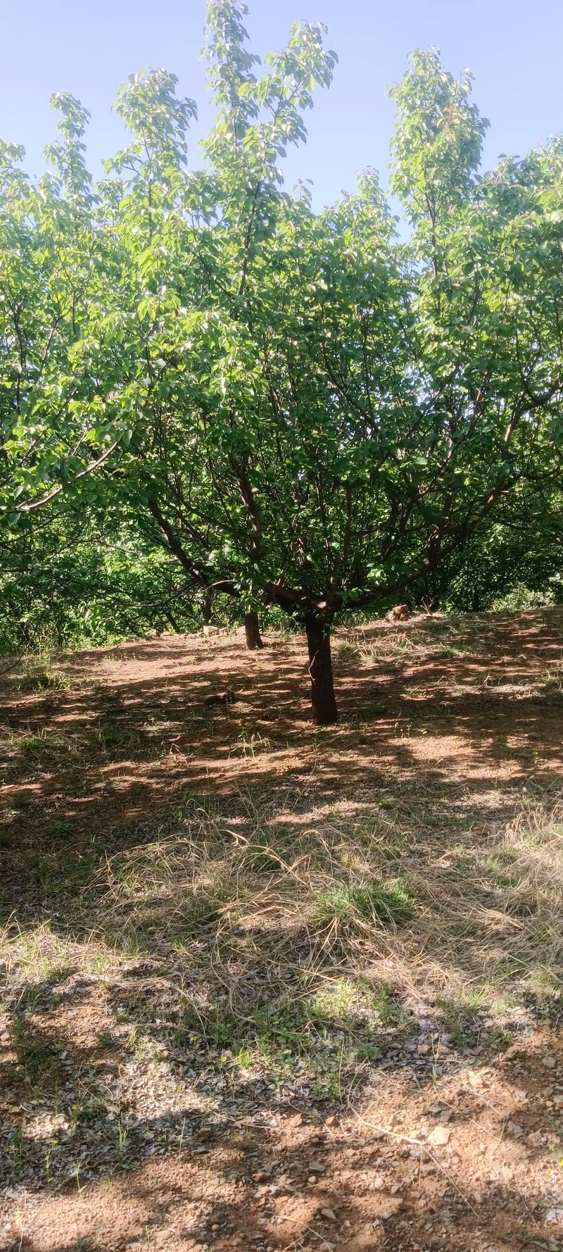 全網尋覓苗木有緣人，優質山杏樹大量現貨，規格齊全，共繪花卉種植新藍圖