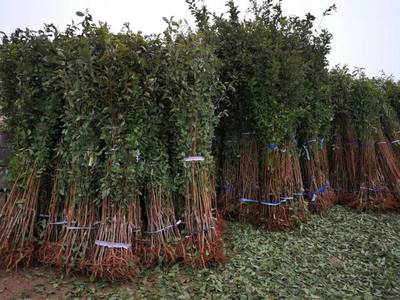 山東育苗基地遭竊，新疆杏李品種“恐龍蛋”市場熱度再引關注