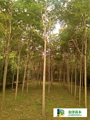 千頭椿苗木的南北種植熱土 遼寧、山西、山東及河北保定博野金澤基地
