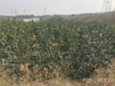 龍海市東泗興輝園藝場 優質香泡柚子苗木，量大價優，綠化佳選