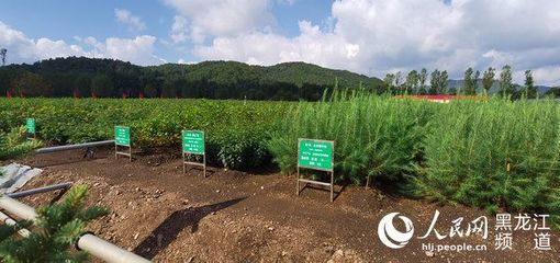 黑龍江省林草局召開現場推進會 以花卉種植為支點，撬動產業興、職工富、生態美的新型林場建設