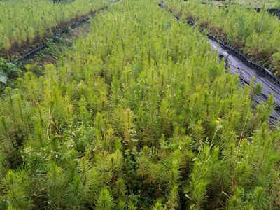 忻城苗木栽培正當時，林業產業鋪就脫貧致富路