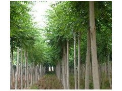 優質平頭白蠟苗木供應 10公分粗、2年冒、冠幅3米、樹干筆直