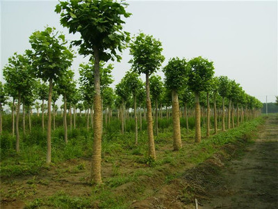 苗木產品 綠色產業的生機之源